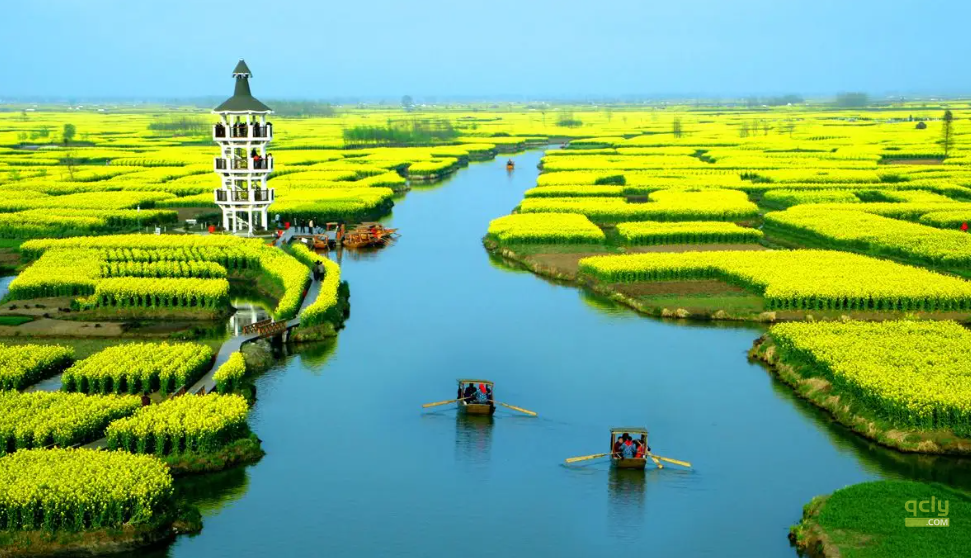 油菜花