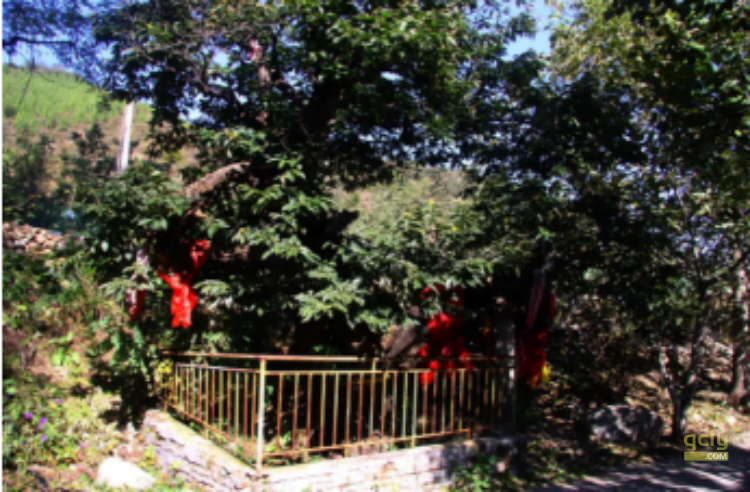 云梯山42